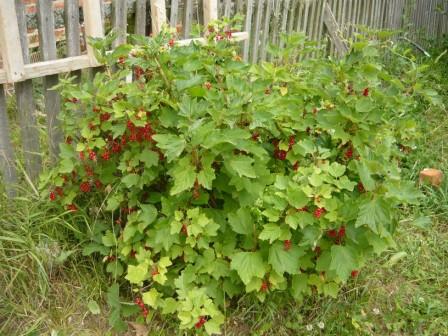 какие ягоды посадить в огороде