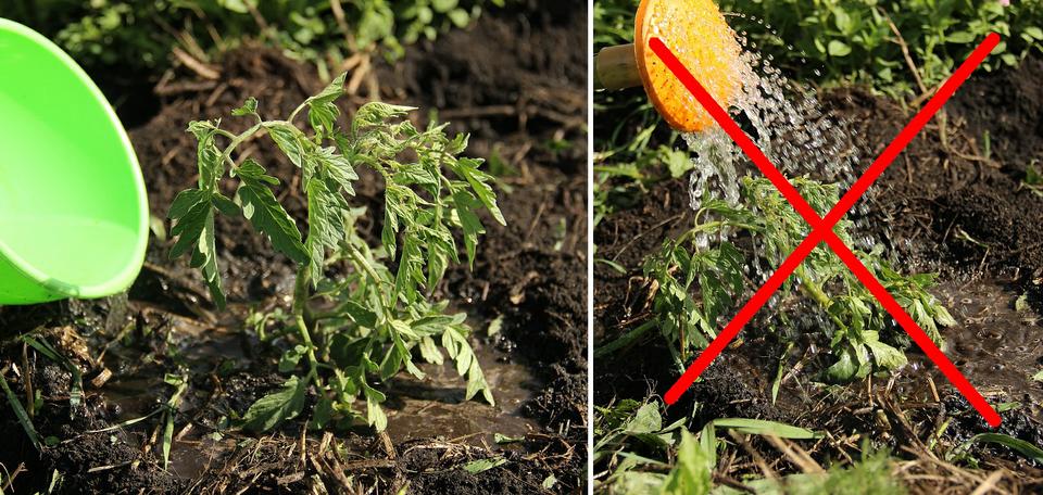 Как ухаживать за томатами после высадки рассады в открытый грунт, основныепринципы эффективного земледелия