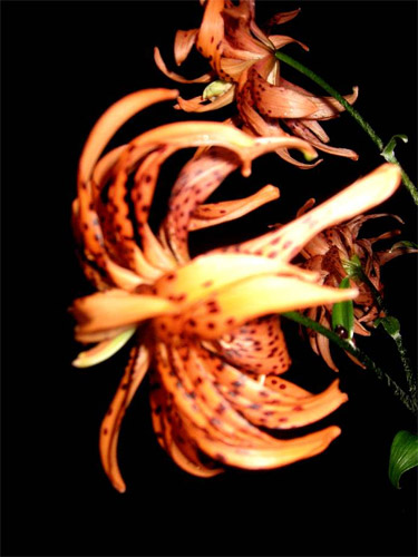 цветок лилия фото